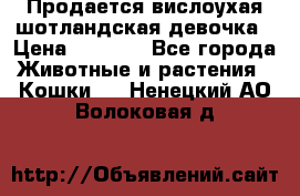 Продается вислоухая шотландская девочка › Цена ­ 8 500 - Все города Животные и растения » Кошки   . Ненецкий АО,Волоковая д.